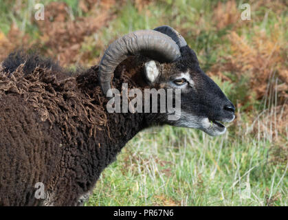 Soay-schafe als Schafe ram auf der Insel Lundy vor der Küste von North Devon, Großbritannien Stockfoto