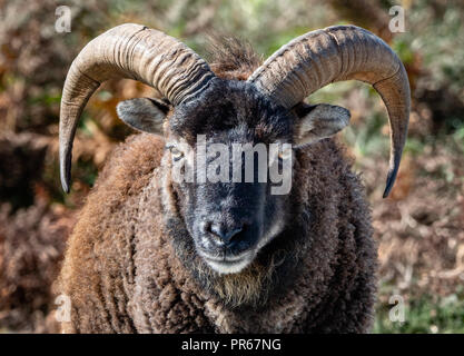 Soay-schafe als Schafe ram auf der Insel Lundy vor der Küste von North Devon, Großbritannien Stockfoto