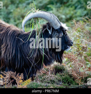 Wilde Ziege ram mit Vegetation dekorieren seine Hörner auf Lundy Island vor der Küste von Devon, Großbritannien Stockfoto