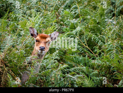 Sika deer Cervus nippon Peering out von adlerfarn bedeckt Klippen auf der Insel Lundy an der Nordküste von Devon, Großbritannien Stockfoto