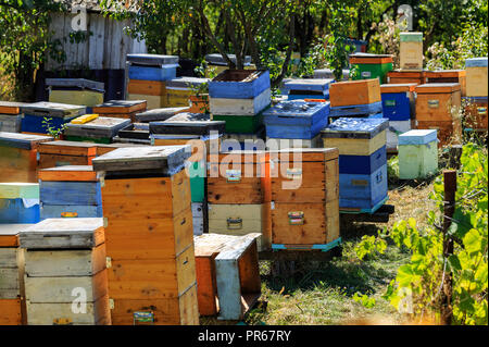 Bienen, Bienen und Honig Erntemaschinen in einer natürlichen Landschaft Bienenhaus Stockfoto