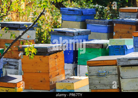 Bienen, Bienen und Honig Erntemaschinen in einer natürlichen Landschaft Bienenhaus Stockfoto