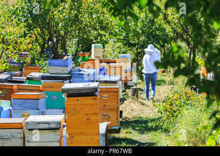 Bienen, Bienen und Honig Erntemaschinen in einer natürlichen Landschaft Bienenhaus Stockfoto