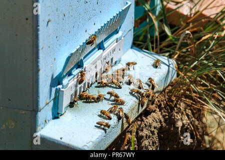 Bienen, Bienen und Honig Erntemaschinen in einer natürlichen Landschaft Bienenhaus Stockfoto