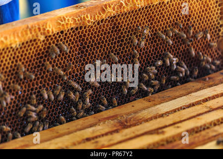 Bienen, Bienen und Honig Erntemaschinen in einer natürlichen Landschaft Bienenhaus Stockfoto