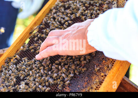 Bienen, Bienen und Honig Erntemaschinen in einer natürlichen Landschaft Bienenhaus Stockfoto