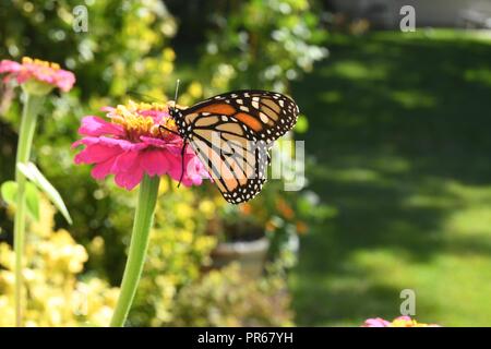 Monarchfalter auf Zinnie Stockfoto