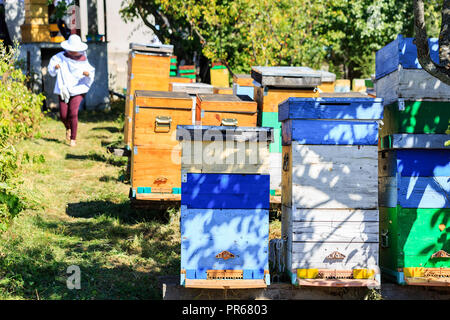 Bienen, Bienen und Honig Erntemaschinen in einer natürlichen Landschaft Bienenhaus Stockfoto