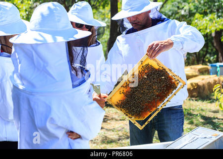 Bienen, Bienen und Honig Erntemaschinen in einer natürlichen Landschaft Bienenhaus Stockfoto