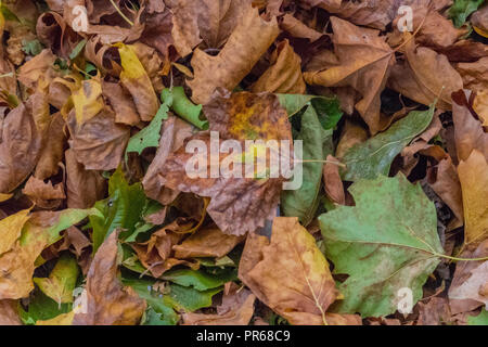 Schöne und bunte Blätter im Herbst auf den Wald oder den Waldboden in herbstlichen Farben und Schattierungen von Gelb, Orange und Braun. Stockfoto