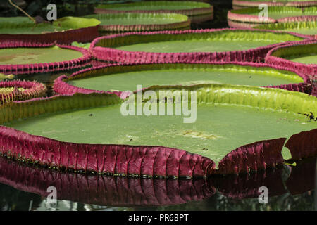 Sammlung von riesigen Seerosen sitzen auf sehr Stilles Wasser Stockfoto