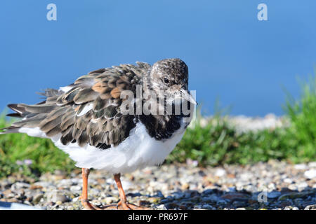 Porträt einer turnstone auf Weymouth Pier Stockfoto