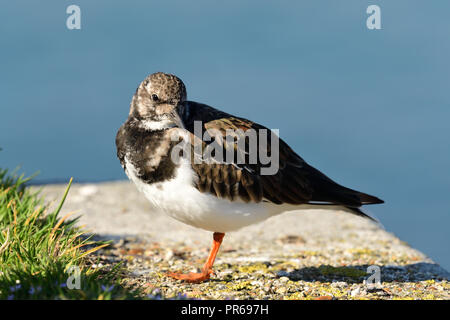 Porträt einer turnstone auf Weymouth Pier Stockfoto