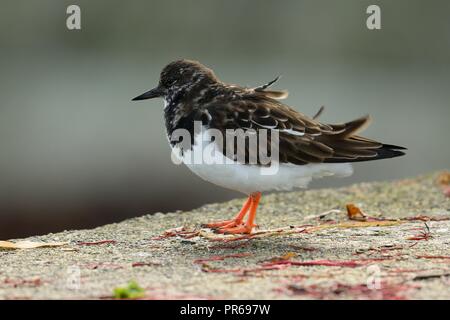 Porträt einer turnstone hocken auf einer Wand Stockfoto