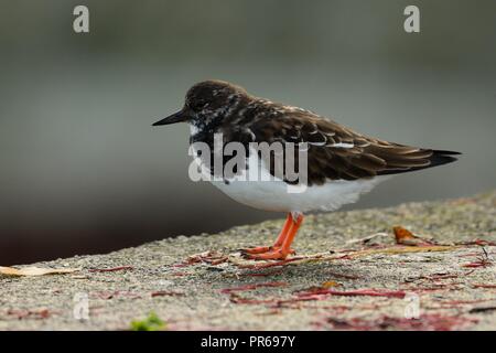 Porträt einer turnstone hocken auf einer Wand Stockfoto