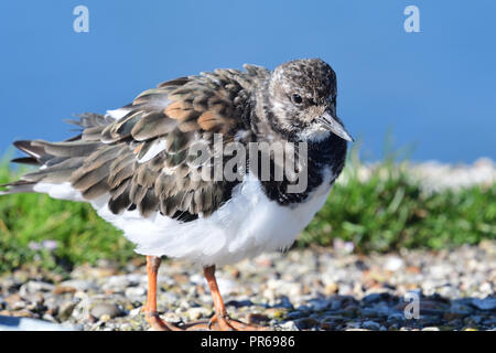 Porträt einer turnstone auf Weymouth Pier in Dorset Stockfoto