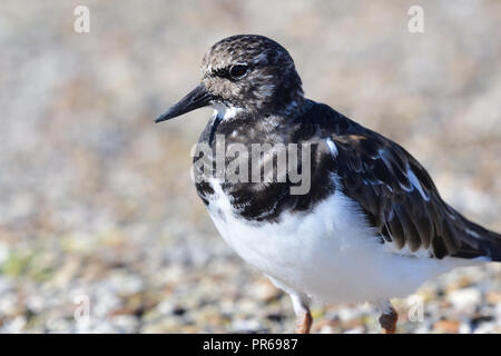 Porträt einer turnstone auf Weymouth Pier in Dorset Stockfoto