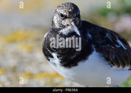 Porträt einer turnstone auf Weymouth Pier in Dorset Stockfoto