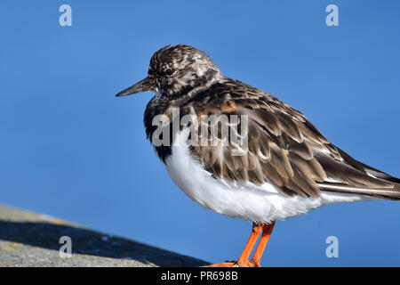 Porträt einer turnstone auf Weymouth Pier in Dorset Stockfoto