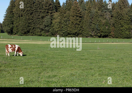 Kühe auf einem Feld, Kühe auf der Weide Stockfoto