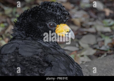 Eine Nahaufnahme Profil Portrait eines Schwarzen curassow. Das Porträt zeigt vor allem den Kopf nach rechts mit Kopie Raum suchen Stockfoto