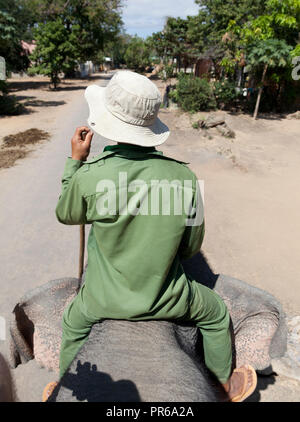 Elefant Rider in Vietnam. Stockfoto