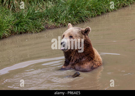 Ein brauner Bär sitzend in einem flachen Teich spielen mit einem Stück Holz mit seiner Zunge heraus in einem lustigen Ausdruck. Stockfoto