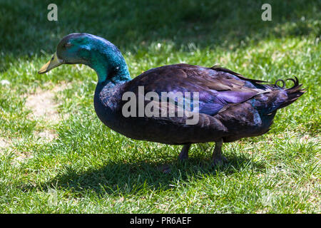 Eine Cayugo Ente mit schwarzen Federn, bis Violett, Blau und Grün wie die Sonne spiegelt sich, Sie gehen über Frühling Gras. Stockfoto