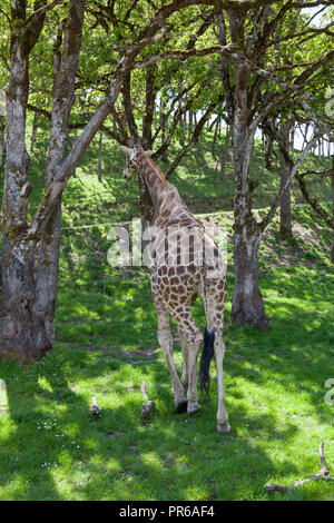 Eine große erwachsene Giraffe entfernt in Eichen auf Frühling Gras in der Sonne. Stockfoto