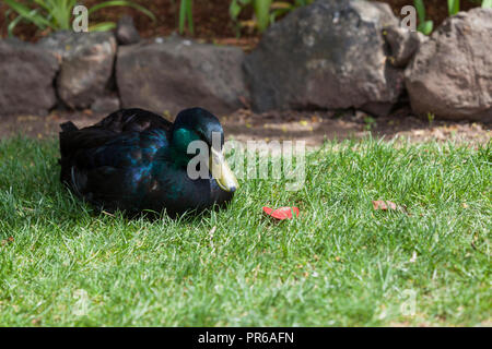 Eine Cayugo Ente mit schwarzen Federn, bis Violett, Blau und Grün wie die Sonne spiegelt sich im Frühling Gras legen. Stockfoto