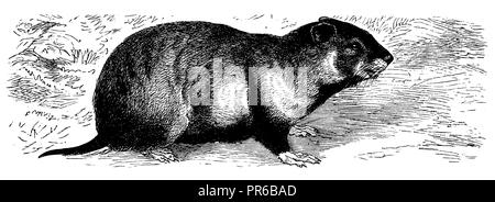 <Feldhamster Cricetus cricetus>, 1888 Stockfoto