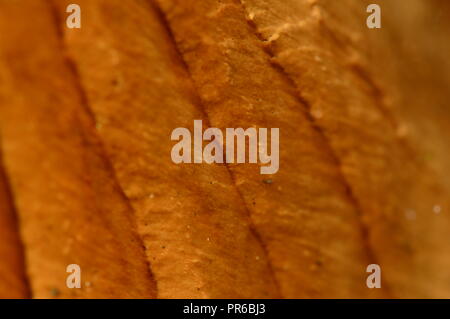 Hintergrund Textur von gefallenen Baum gebrochene Stengel im Licht der Morgensonne Stockfoto