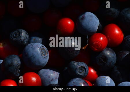 Beeren Cranberries zusammen mit Beeren Heidelbeeren und Marsh Blaubeeren Beeren Hintergrund Stockfoto