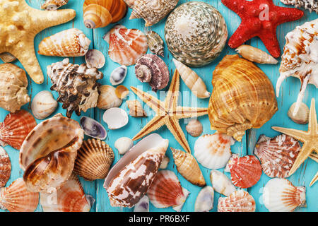 Background from collection of different sea shells on wooden turquoise board, top view Stockfoto