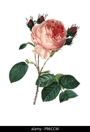 19. jahrhundert Abbildung eines Rosa centifolia oder hundert leaved Rose. Kupferstich von Pierre-Joseph Redoute. In Choix Des Plus Belles Fleurs veröffentlicht, Stockfoto