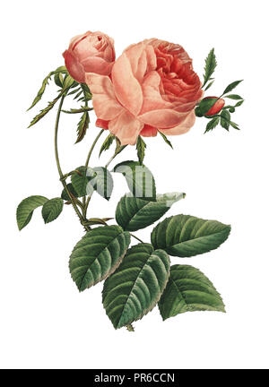 19. jahrhundert Abbildung eines Rosa centifolia oder hundert leaved Rose. Kupferstich von Pierre-Joseph Redoute. In Choix Des Plus Belles Fleurs veröffentlicht, Stockfoto