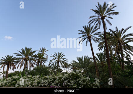 Palm Grove Garden in Marokko. Stockfoto