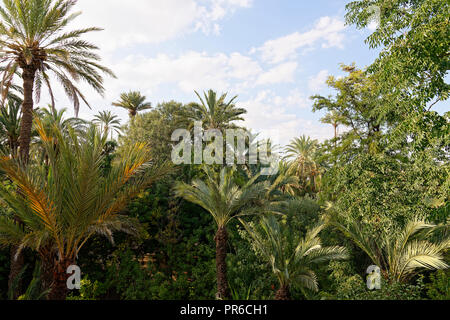 Palm Grove Garden in Marokko. Stockfoto