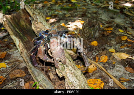 Coconut Crab, Birgus latro, Ant Atoll, Pohnpei, Föderierte Staaten von Mikronesien Stockfoto