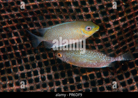 Unterwasser Käfig mit kultivierten forktail rabbitfish, Siganus argenteus und Randall's rabbitfish, Siganus randalli, Pohnpei, Föderierte Staaten von Microne Stockfoto