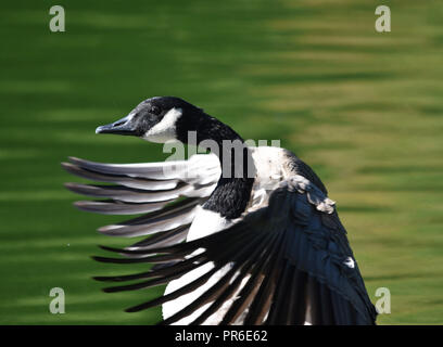 Kanada-Gans mit den Flügeln schlägt Stockfoto