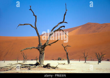 Orange Dünen und tote Bäume im Deadvlei, Sossusvlei, Namib-Naukluft-Nationalpark, Sesriem, Namibia Stockfoto