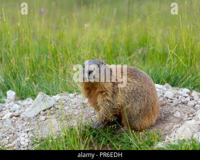 Marmota marmota. Marmot der Alpen. Die Dolomiten. Alpine Fauna. Italienische Alpen. Europa. Stockfoto