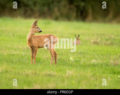 Ein junges Reh (Capreolus capreolus) auf Warwickshire Ackerland mit einem braunen Hase im Abstand Stockfoto