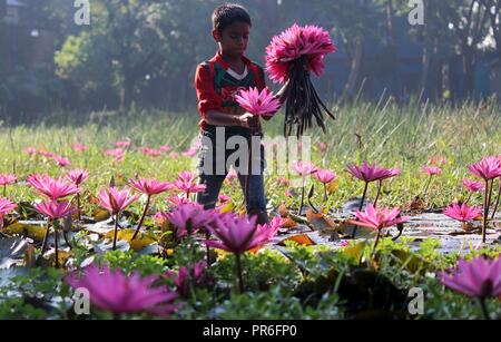 Wasserlilien 7. November 2017, Kinder aus Bangladesch sammeln Rote Wasserlilien aus Feuchtgebieten in Narayangong. © Nazmul Islam/Alamy Live News Stockfoto