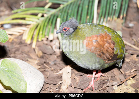 Crested Holz Rebhuhn (Rollulus rouloul), Buchse Stockfoto