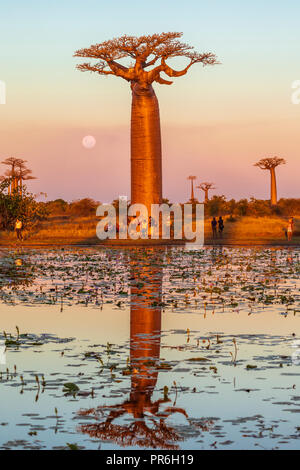 Sonnenuntergang in Madagaskar in der Nähe der Allee de Baobab Stockfoto