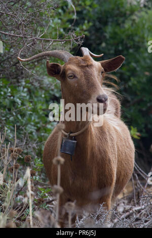 Bergziege Stockfoto