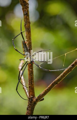 Riese - Nephila pilipes Woodspider, große bunte Spinne aus Südostasien Wälder und Forsten. Stockfoto