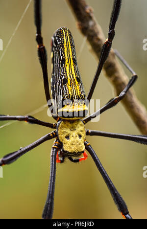 Riese - Nephila pilipes Woodspider, große bunte Spinne aus Südostasien Wälder und Forsten. Stockfoto